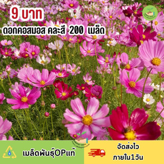 สุดคุ้ม 9 บาท เมล็ดพันธุ์ดอกคอสมอสคละสี ขาว ชมพู แดง 200 เมล็ด