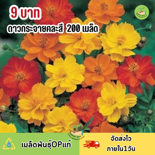 พิเศษ 9 บาท‼️เมล็ดพันธุ์ ดอกดาวกระจายสูง คละสี 200 เมล็ด