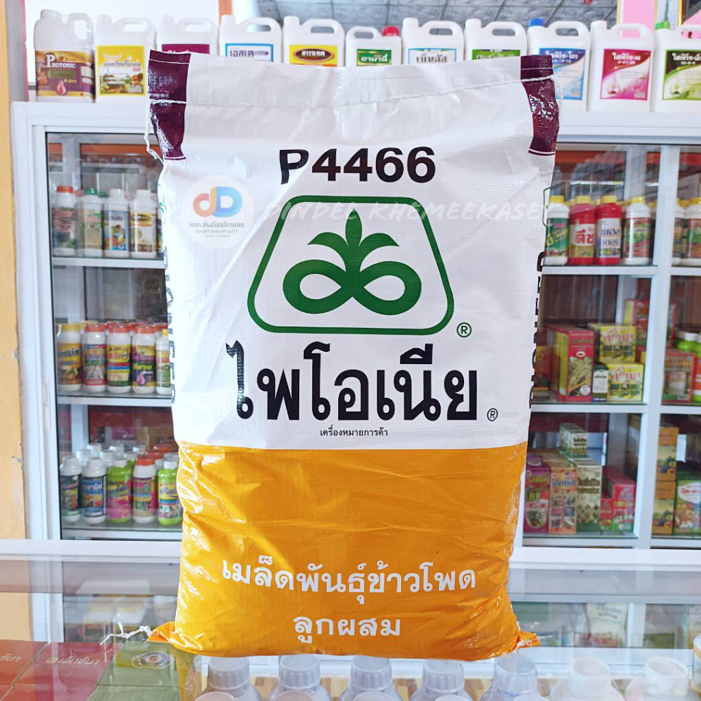 เมล็ดพันธ์ข้าวโพด-ไพโอเนีย-p4466-ต้นแข็งแรง-ฝักใหญ่-ผลผลิตต่อไร่สูง-ขนาด-10-กิโลกรัม