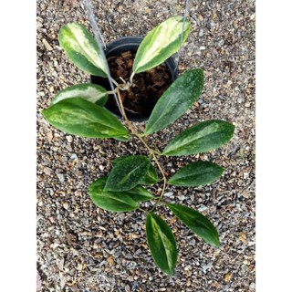 hoya crassicaulis variegated โฮย่าใบด่าง โฮย่าใบสวย