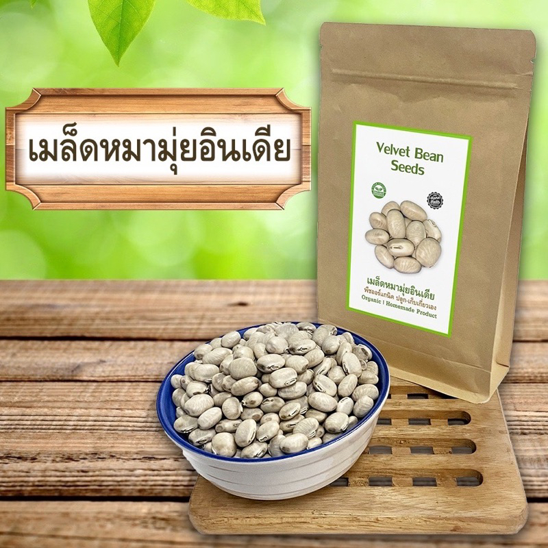 เมล็ดหมามุ่ยอินเดีย (แห้ง) Velvet Beans Shopee Thailand
