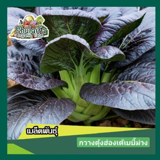 5แถม1เมล็ดพันธุ์กวาวงตุ้งฮ่องเต้ม่วง 100-200เมล็ด เมล็ดกวางตุ้งเบบี้สีม่วง เมล็ดพันธุ์ผักสวนครัวเมล็ดพันธุ์ผักต่างประเทศ