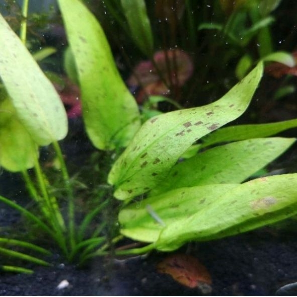 echinodorus-ozelot-narrow-mini-ต้นไม้น้ำ-อะเมซอนโอเซลอตใบแคบ-พืชน้ำ