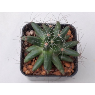 Mammillaria longimamma แมมกล้วยหอม