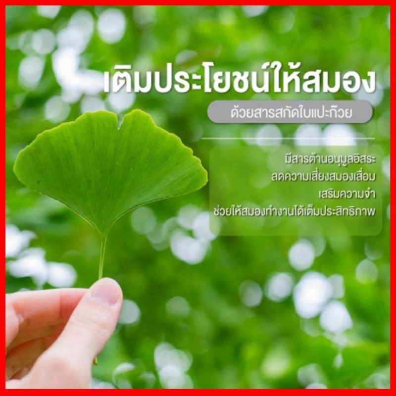 ผลิตภัณฑ์เสริมอาหาร-กิงโกล่า-สารสกัดจากใบแปะก๊วย