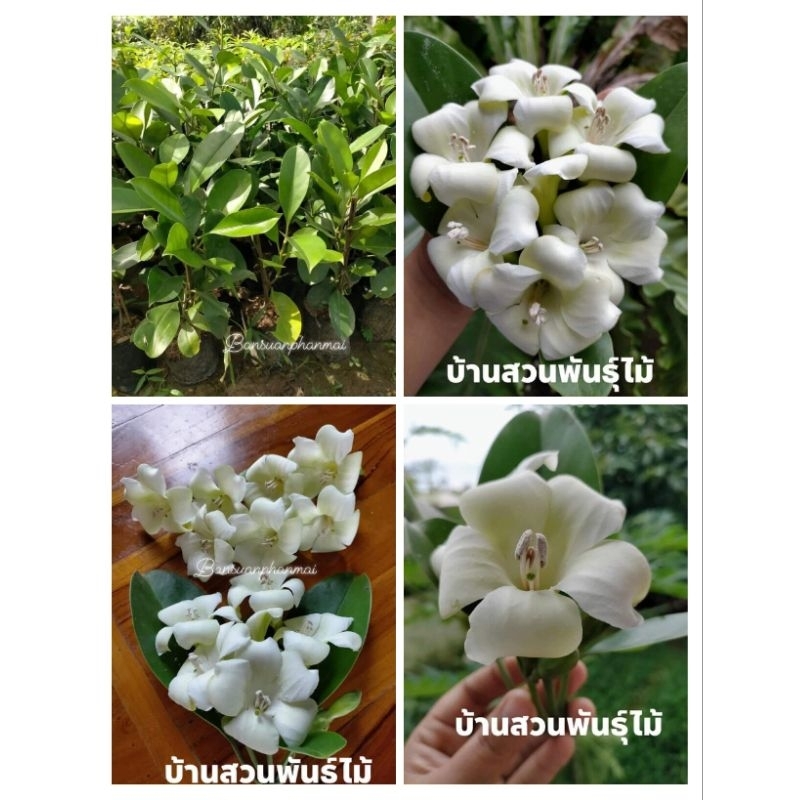 ต้นแก้วมุกดา-บ้านสวนพันธุ์ไม้