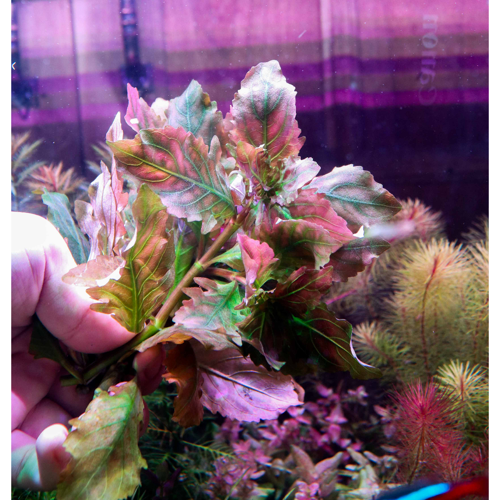 ขายเป็นกิ่ง-ต้นไม้น้ำ-ไฮโกรฟิลาดิฟฟอร์มิสเรด-hygrophila-difformis-red