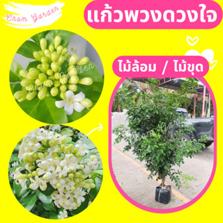 ต้นแก้วพวงดวงใจ #ดอกแก้ว #ไม้ล้อม