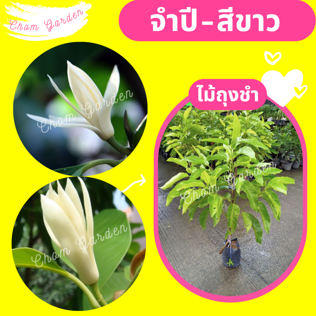 ต้นจำปี-จำปีสีขาว-จำปี-ดอกจำปี-ฟอร์มสวย