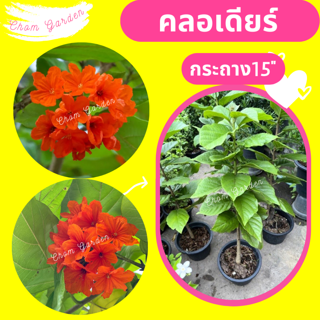 ต้นคลอเดียร์-คลอเดียร์-คลอเดียร์สีส้ม-กระถาง-15