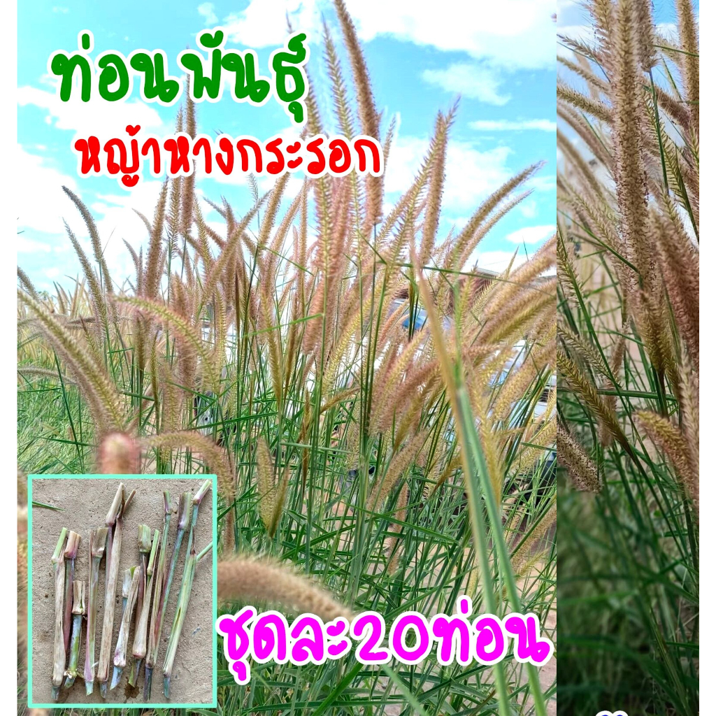 หญ้าหางกระรอก-หญ้าแต่งสวน-ท่อนพันธุ์และเมล็ดสำหรับปลูก