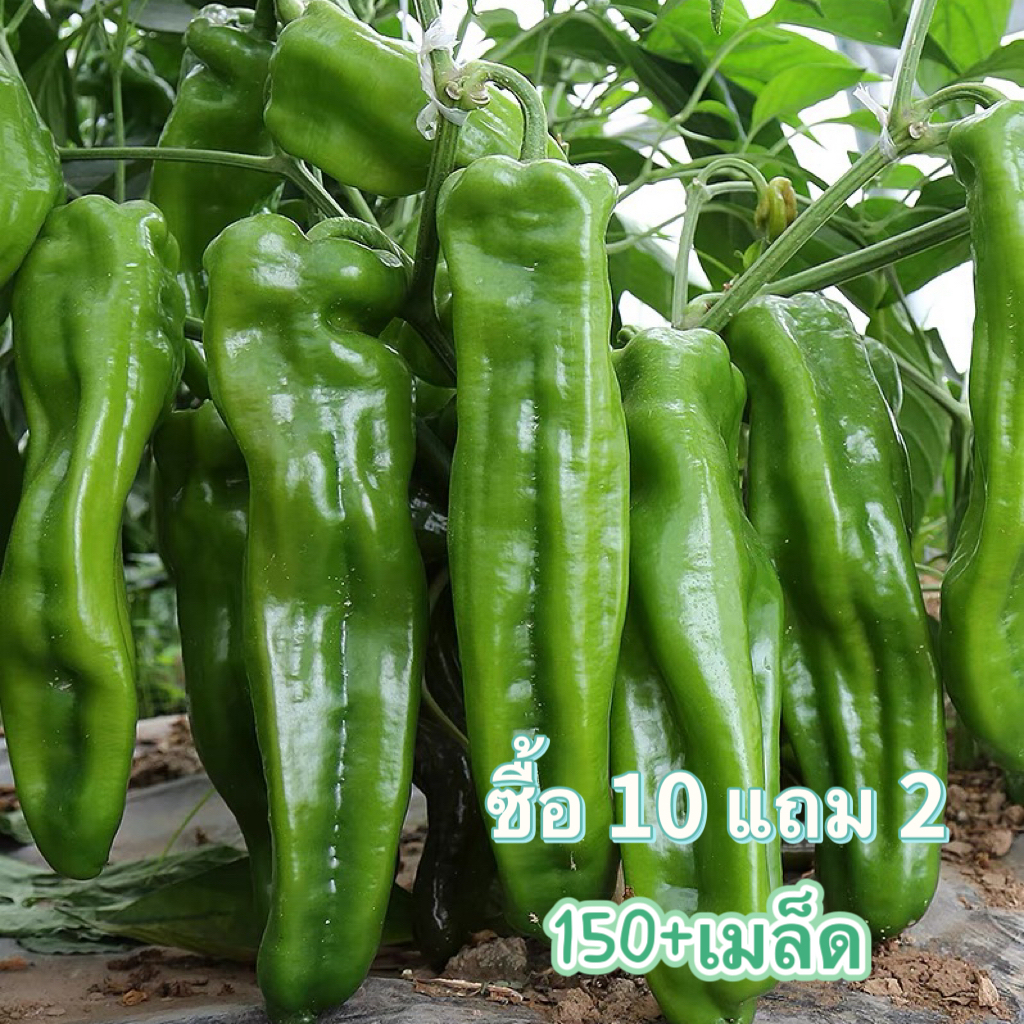 เมล็ดพริกยักษ์ 150+เมล็ด Big Jim Giant Pepper พริกเขาวัว/พริกเขาแพะ สาย ...