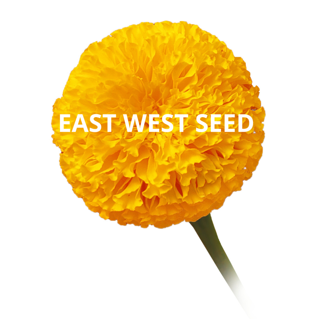 ศรแดง-เมล็ดพันธุ์ดาวเรืองกระถาง-f1-ไดมอนด์-โกลด์-east-west-seed-เมล็ดพันธุ์-ผักสวนครัว-ตราศรแดง