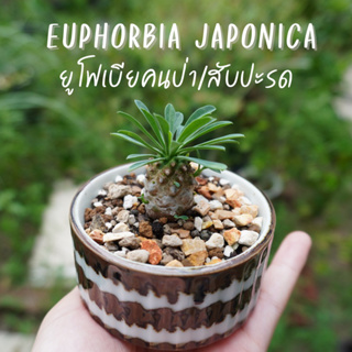 Euphorbia japonica ยูโฟเบียคนป่า ยูโฟเบียสับปะรด จัดส่งพร้อมกระถาง อัพเดทรูป 11/07/66