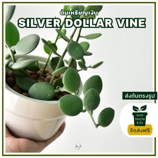 Silver Dollar Vine ต้นเหรียญเงิน