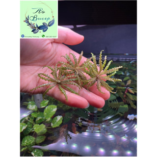 (พร้อมส่ง)ดาวน้อยแดง ไม้น้ำ (POGOSTEMON HELFERI RED) ใบน้ำ100%