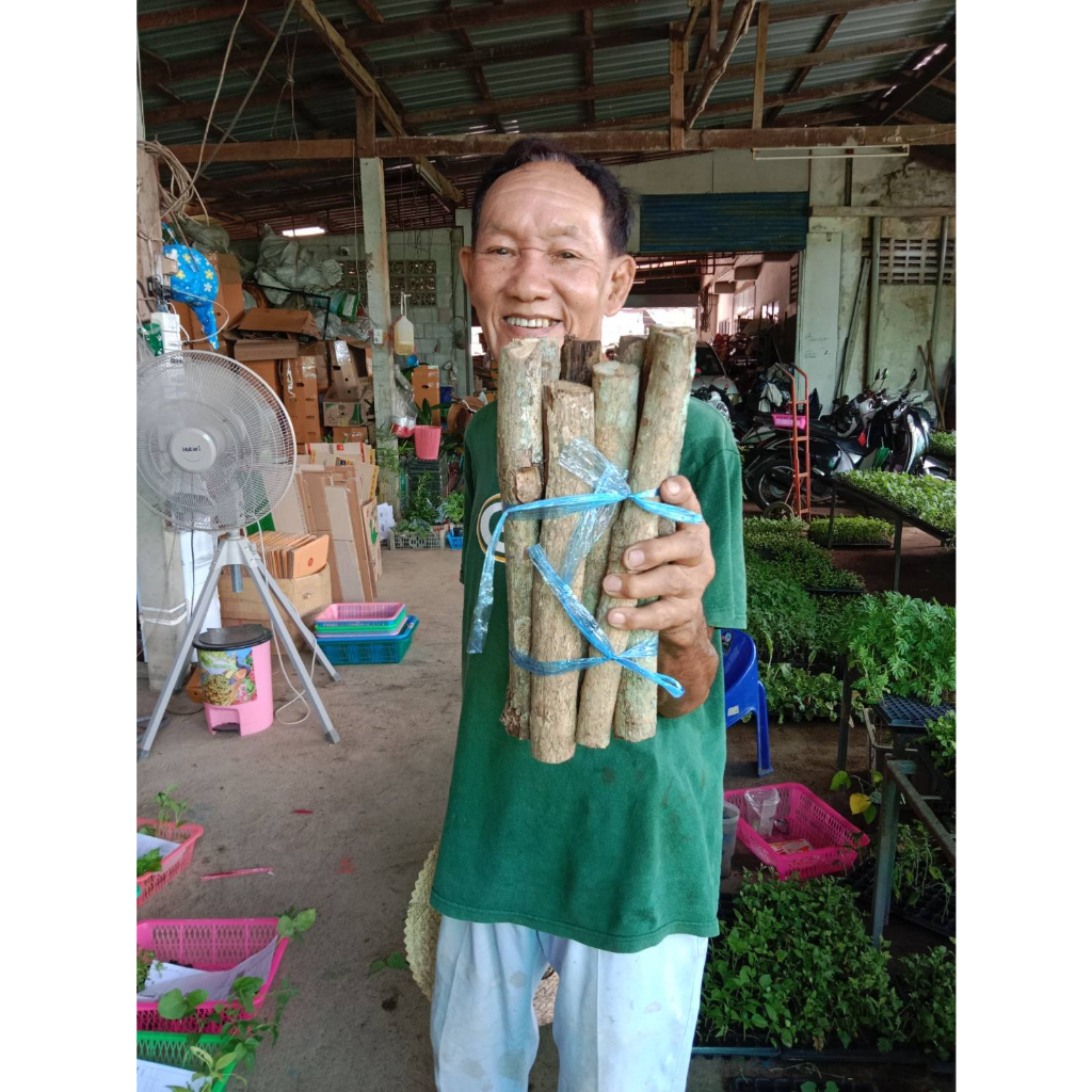 ไม้สําหรับใช้เป็นเชื้อไฟ-ไม้ฟืนก่อไฟ-ฟืน-firewood-camp-fire-stove-มัดละ-1-kg-35-บาท