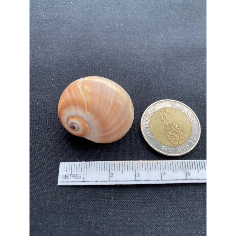 หอยทากบุษราคัมมูน-topaz-moon-snail-shell