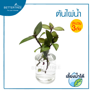 ต้นไผ่น้ำ( จำนวน 3 กิ่ง ) เลี้ยงน้ำได้  TRADESCANTIA FLUMINENSIS  ไผ่น้ำ ไม้สมุนไพร