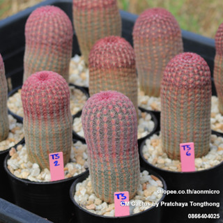 กระบองเพชร เรนโบว์ Echinocereus pectinatus ต้นใหญ่ 119 บาท ทุกต้น 27 กรกฎาคม 66