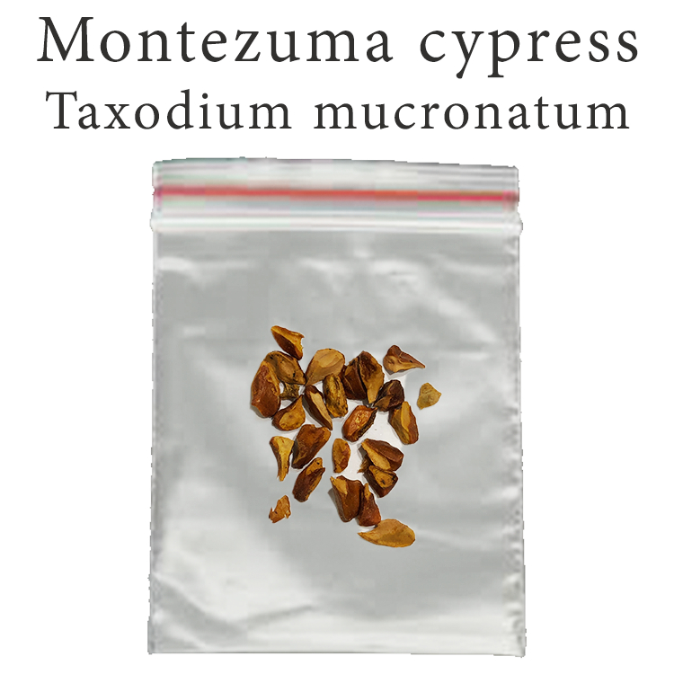 เมล็ดสน สนหนองน้ำ เม็กซิโก มอนเตซูม่า Montezuma cypress - ahuehuete ...