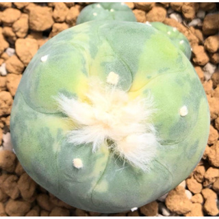 🐷🐽🐷เจ้าเปาด่าง Lophophora Diffusa koike variegata หน้าอ้วน🐽สวย เต้าบุ๋ม ผิวดีงามอย่างเนียนมาก