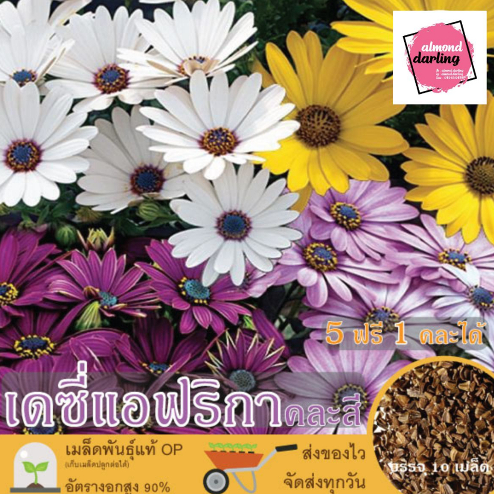 ซื้อ5 แถม1 เมล็ดพันธุ์ ดอกเดซี่แอฟริกา คละสี 10 เมล็ด (Mixed African ...