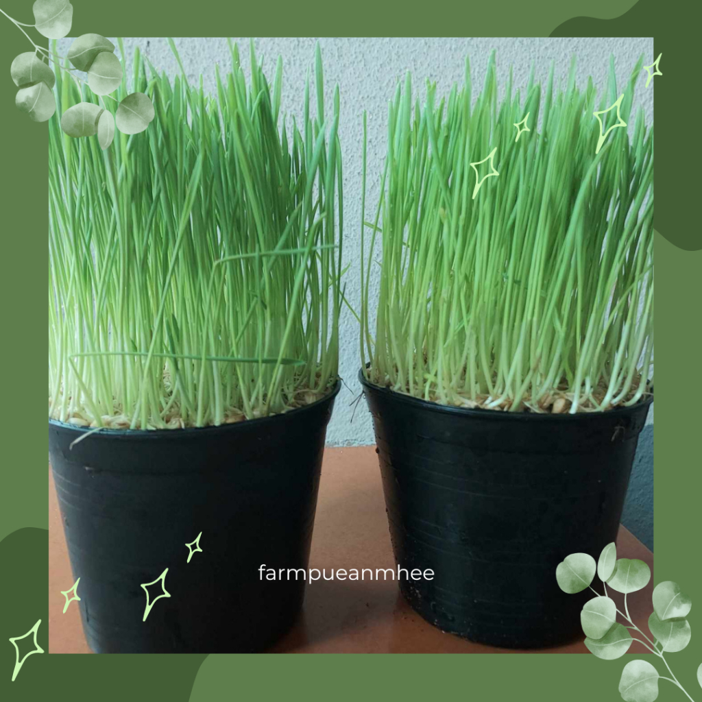 หญ้าเเมว-ต้นอ่อนข้าวสาลี-wheatgrass-จำนวน-2-กระถาง