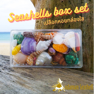 Andaman seashell  เปลือกหอยกล่องใส เล็ก