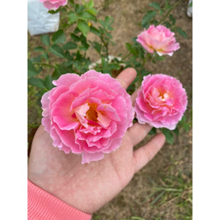 Flower Garden F404 กุหลาบ Pēnelopeia (เพเนโลเพีย) สีชมพูดอกดก *ส่งติดดอก ดอกหอม แบบถุง