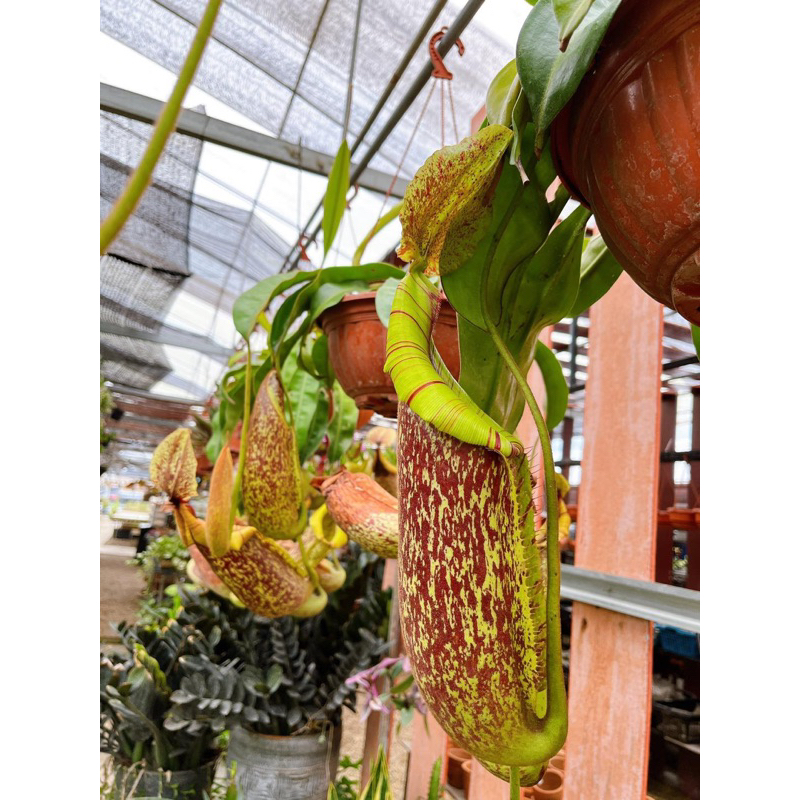 nepenthes-dyeriana-หม้อข้าวหม้อแกงลิงสายพันธุ์ใหญ่สะใจคนชอบหม้อ