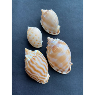 Beautiful Spotted Watermelon conch decorating seashells