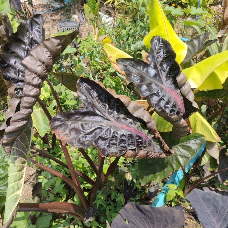 colocasia-pinky-heart-ตัดสดไม่ตัดใบ-โคโลคาเซีย-พิงค์กี้-ฮาร์ท