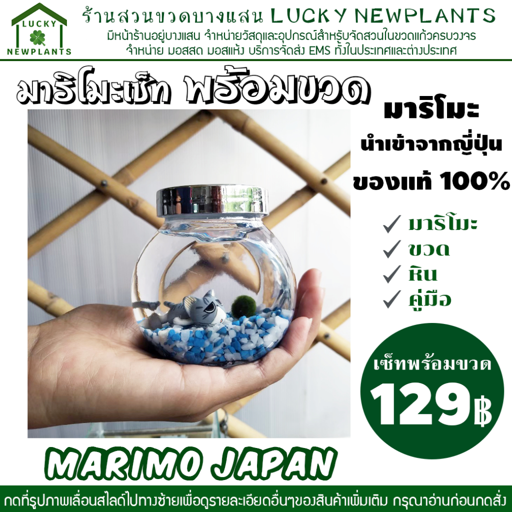 มาริโมะ สาหร่ายญี่ปุ่น marimo เซ็ทพร้อมขวด #C มีสินค้าพร้อมส่ง | Shopee ...
