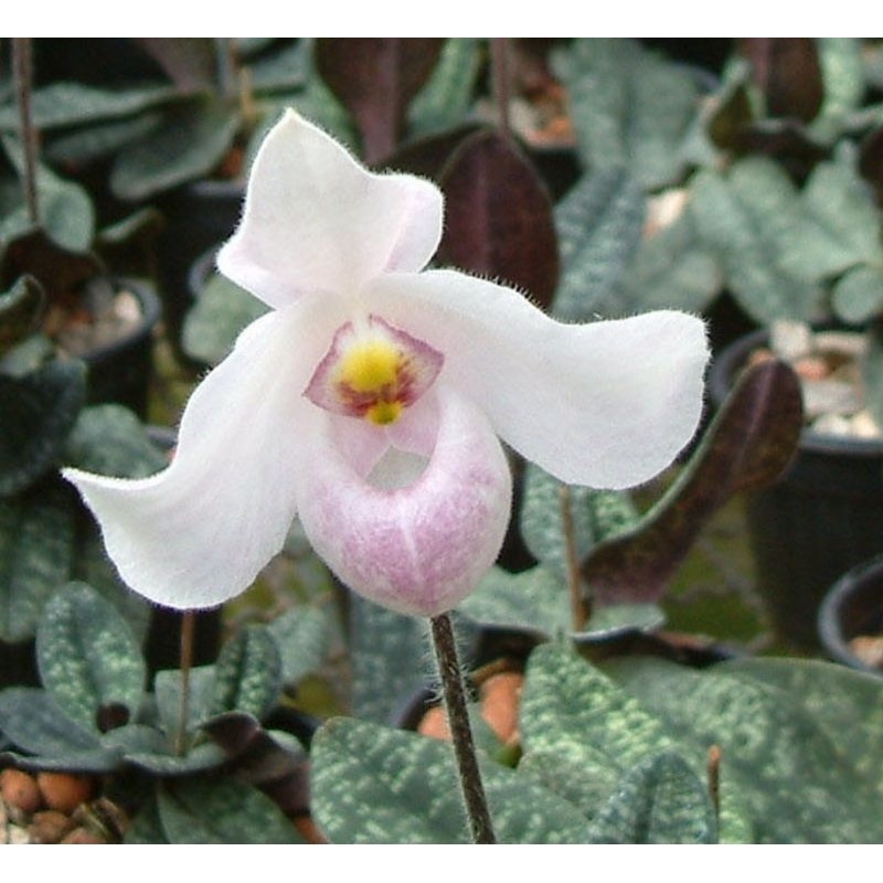 Paph.delenatii x Paph.Vietnamense