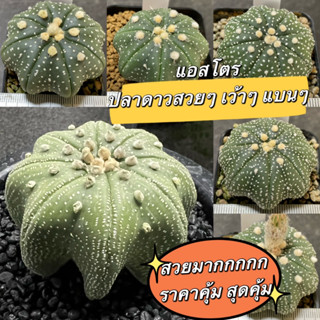 แคคตัส แอสโตรปลาดาว เว้าๆ แบนๆ สวยๆ (Astrophytum super kabuto) B5
