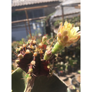 cactus ยิมโนด่าง(T31115)กราฟต่อสามเหลี่ยม