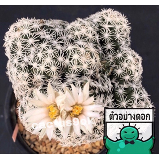 [พร้อมส่ง]🌵 แคคตัส เอสโคบาเรีย แอปดิต้า escobaria abdita cactus ไม้กราฟ จำนวน 1 ต้น