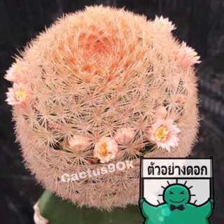 [พร้อมส่ง]🌵 แคคตัส แมม มากัลนิอาย mammillaria magallanii cactus ไม้กราฟ จำนวน 1 ต้น