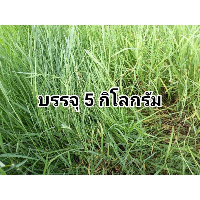 พันธุ์หญ้า-แพงโกล่า-สำหรับนำไปปลูก-มีโปรตีนสูง-เหมาะสำหรับเลี้ยงสัตว์-บรรจุ-5-kg