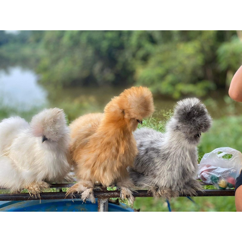 ไข่เชื้อไก่ชิลกี้-ไก่ชิลกี้-ไก่สวยงาม