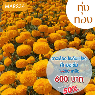 AGA SHOP เมล็ดพันธุ์ดาวเรือง ทุ่งทอง 1000 เมล็ด