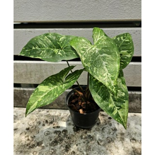 Syngonium Panda Variegated (เงินไหลมาด่างแพนด้า)