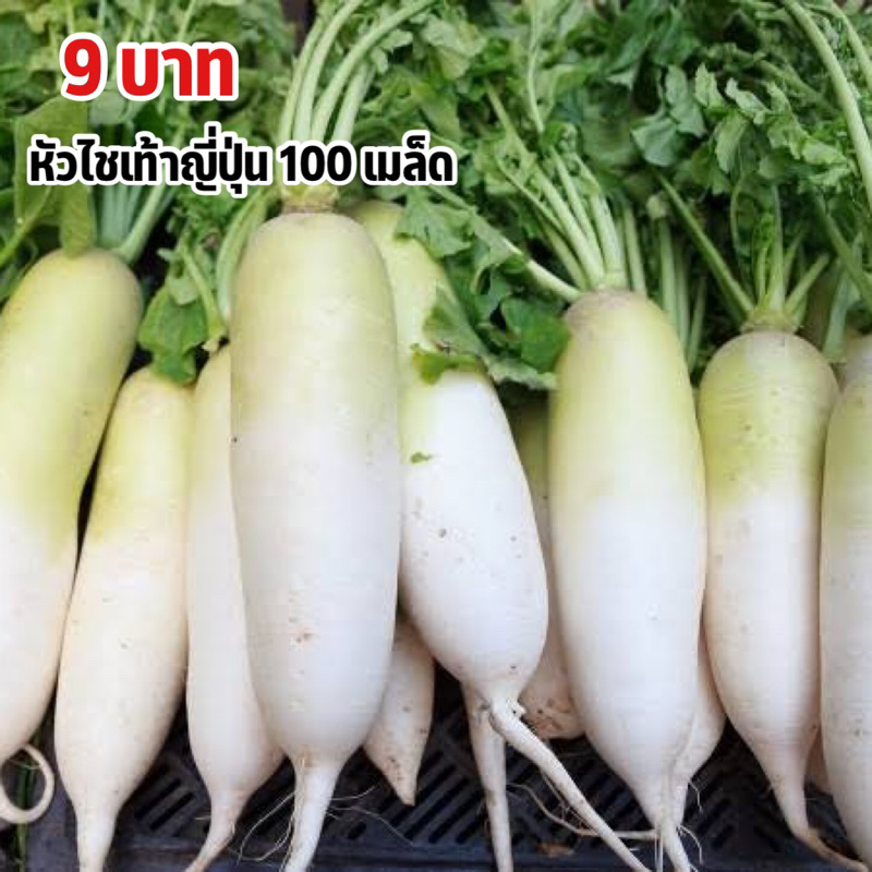 ถูกสุดคุ้มหัวไชเท้าญี่ปุ่น100-เมล็ด