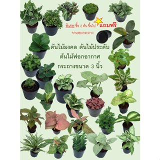 ภาพหน้าปกสินค้าK.1 ต้นไม้มงคล ต้นไม้ประดับ  กระถาง3 นิ้ว ที่เกี่ยวข้อง