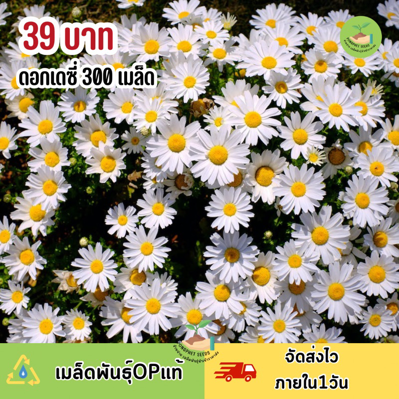 เมล็ดพันธุ์ดอกเดซี่-300-เมล็ด-มีแถม-ราคาส่งเรทถูก-ถูกที่สุด