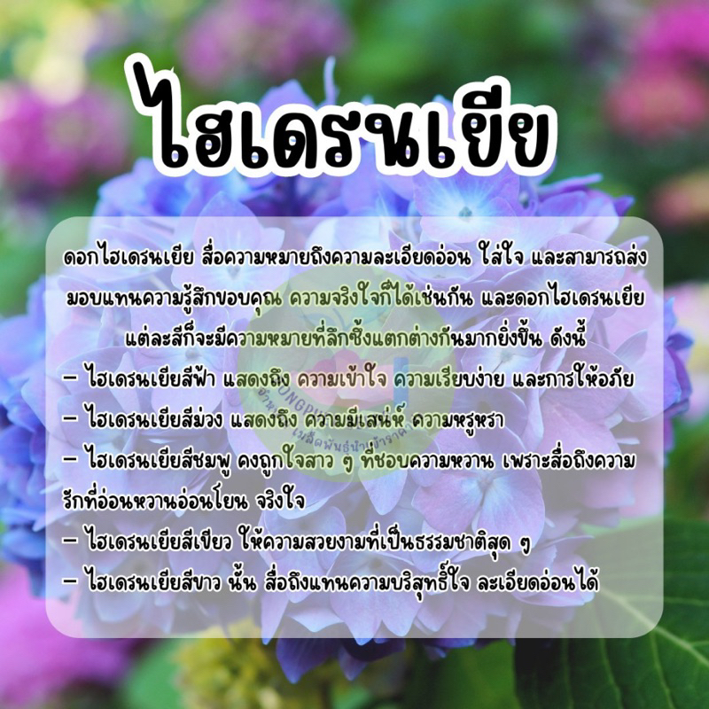 ดอกไฮเดรนเยียคุ้มสุดๆ-เมล็ดพันธุ์ไฮเดรนเยีย-เมล็ดพันธุ์ดอกไฮเดรนเยียราคาส่ง