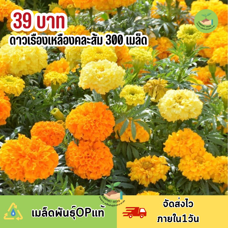 ดอกดาวเรืองคละสี-ส้ม-เหลือง-300เมล็ด