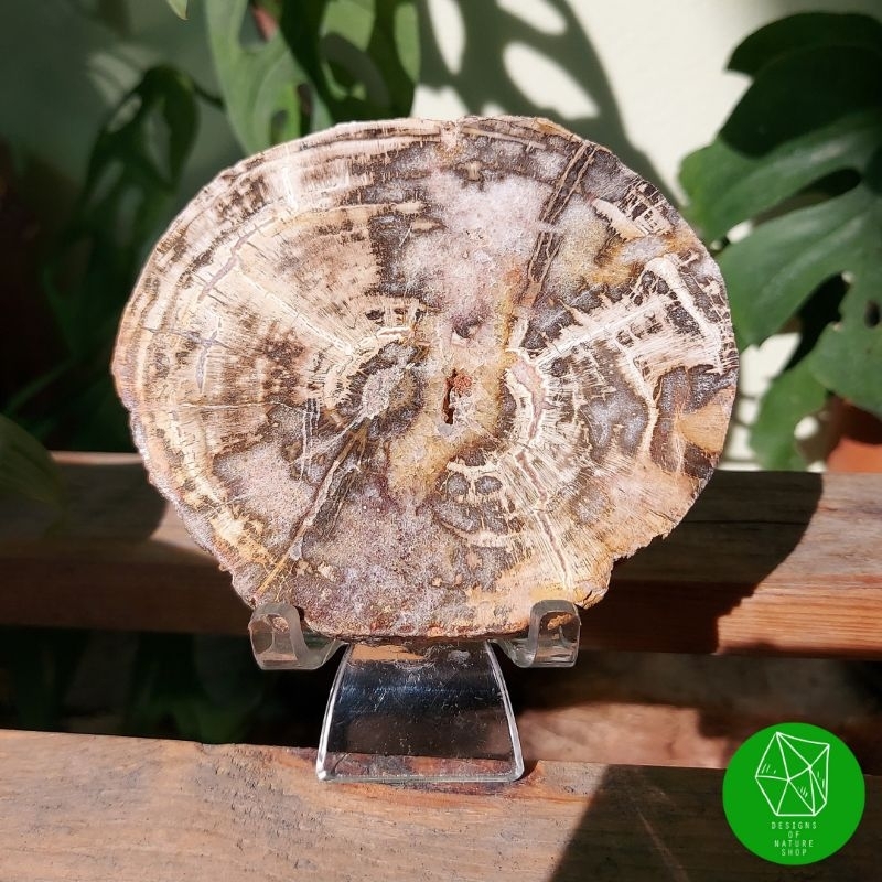 แผ่นไม้กลายเป็นหิน-petrified-wood-slab