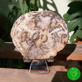 แผ่นไม้กลายเป็นหิน (Petrified Wood Slab)